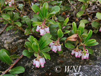 Bearberry (Arctostaphylos uva-ursi)